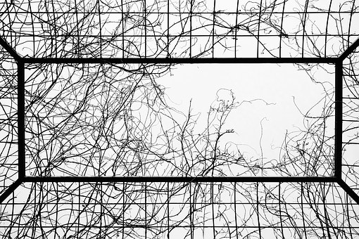 Cage, Branch, Bald, Grid, Windows, Cage