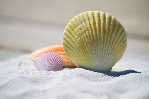 Shells, Sand, Beach, Vacation