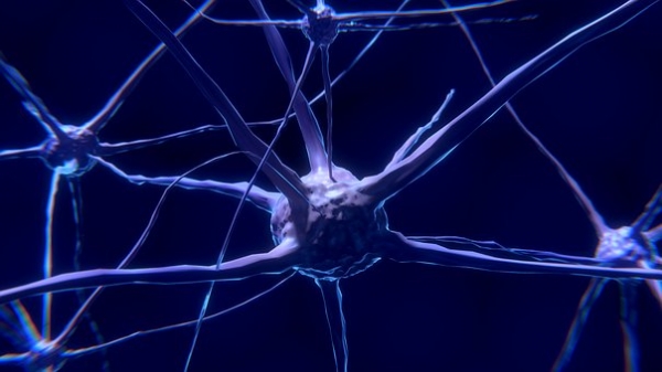 Nerve Cell, Neuron, Brain, Neurons