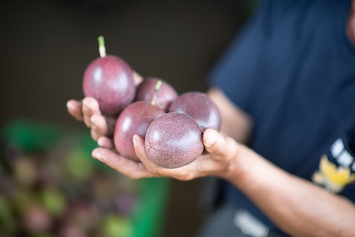 Taiwan, Farmer, Passion Fruit, Collect