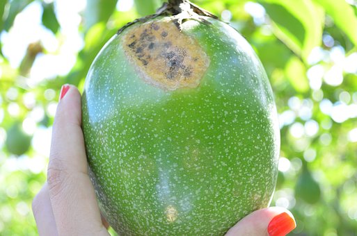 Passion Fruit, Crop, Fungus, Agronomy