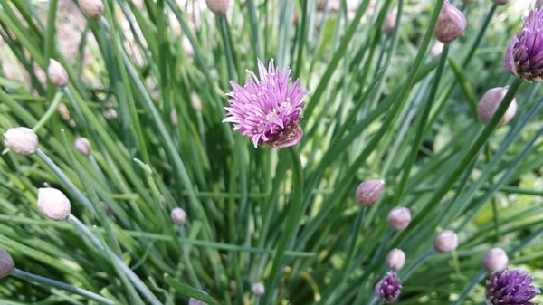 Chives, Herb, Natural, Food, Fresh