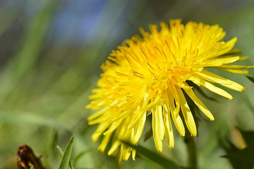 Dandelion, Taraxacum, Composites