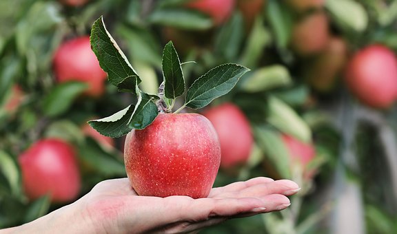 Apple, Red, Hand, Apple Orchard