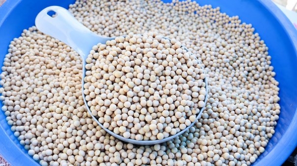 Bean, Playing In Hong Kong, Soybean