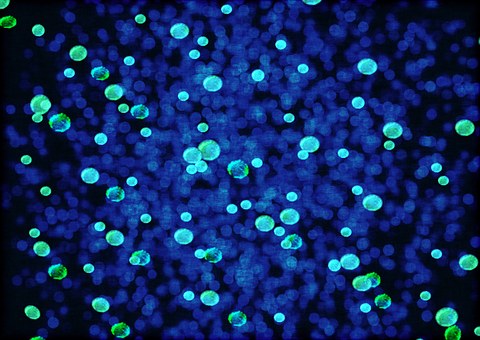 Bacteria, Bacterial Species, Imitation