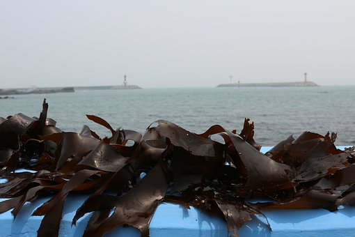 Seaweed, Tangle, Kelp, Wakame