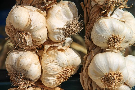 Garlic, Leek, Herb, Medicinal Plant