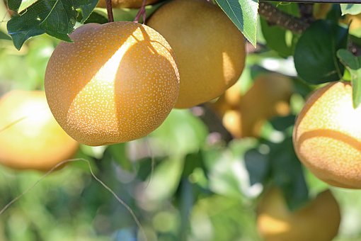Pear, No, None, Fukushima, Red Pear, 豊水