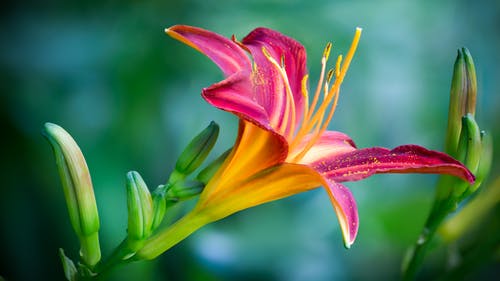Pink and Yellow Lily Flower in Closeup Photo