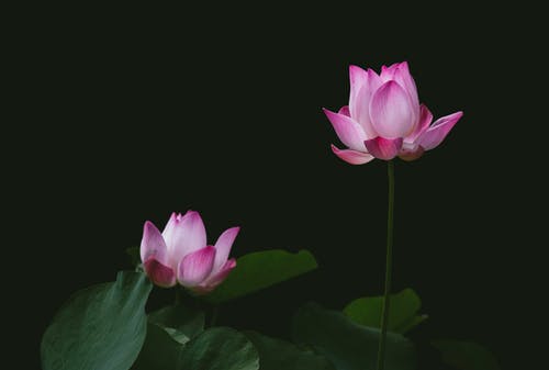 Close-up Photography of Lotus