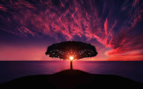 Tree, Sunset, Amazing, Beautiful