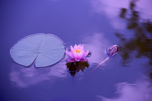Lotus, Natural, Water, Meditation, Zen