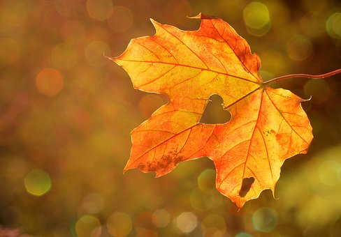 Heart, Sweetheart, Leaf, Autumn, Maple